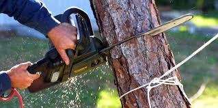 How Our Tree Care Process Works  in  Maysville, NC