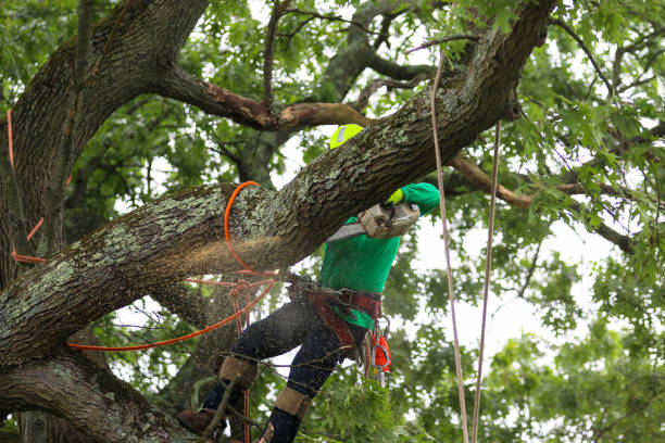 Lawn Maintenance Plans in Maysville, NC